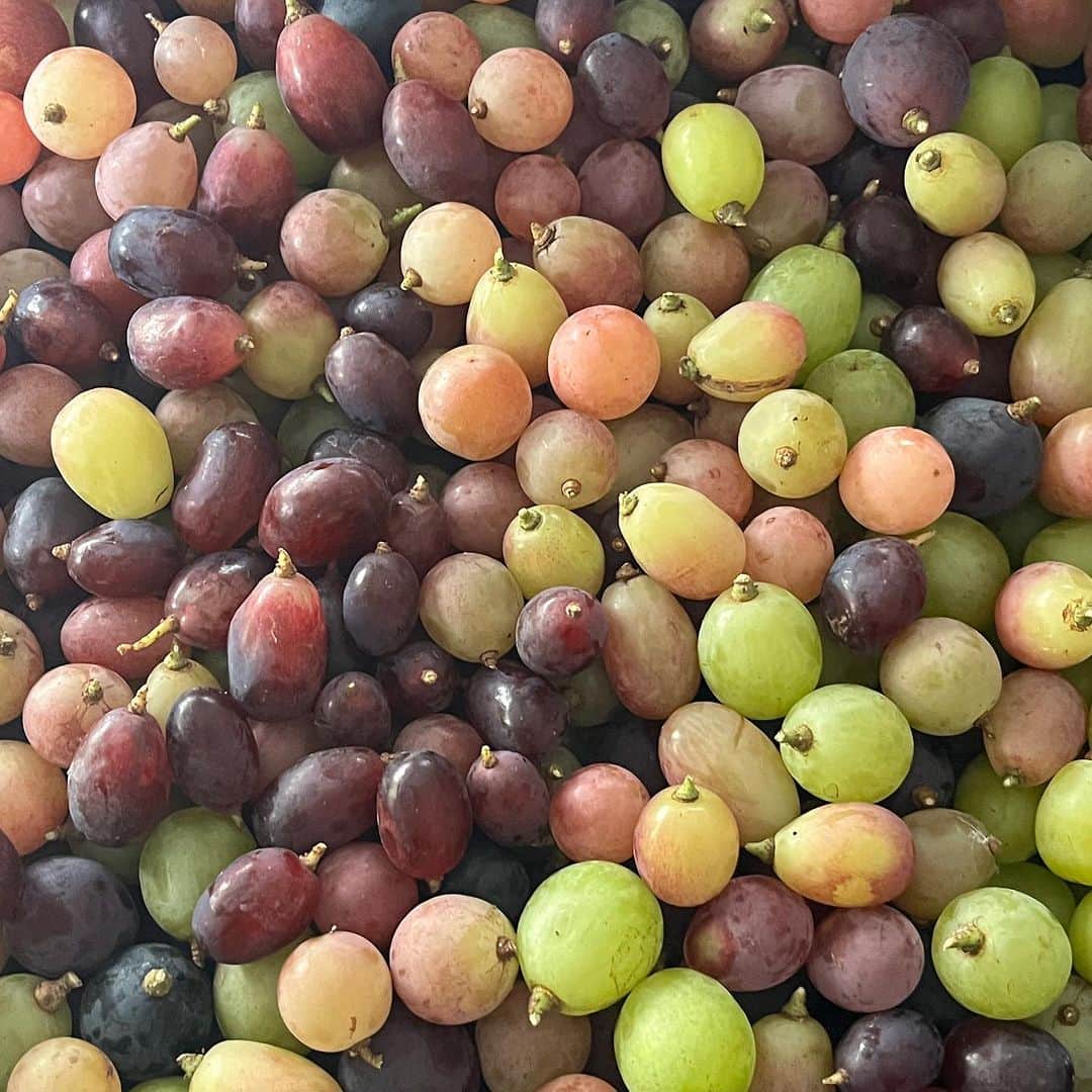 内澤旬子のインスタグラム：「今日出荷するブドウさんたちです。ありがとうございます。今日はなんと12種類あります。粒売り、小豆島ももんじ組合にて承ってます。」