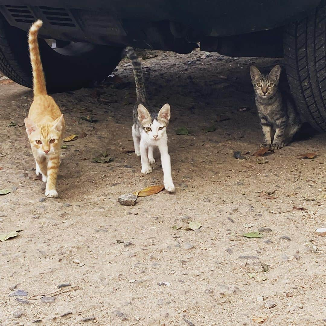 橋本塁さんのインスタグラム写真 - (橋本塁Instagram)「JAKARTA Selamat siang！ ジャカルタ午前中ラン5km終了。 今日も晴天で走りやすかったです！ 心身ともに健康で。 ONE OK ROCK ジャカルタライブ2日目！  #stingrun #午前中ラン  #adidas #adidasultraboost  #run #running #ランニング　#心身ともに健康に #ジョギング #ジャカルタ　#インドネシア　#indonesia  #jakarta」9月30日 12時48分 - ruihashimoto