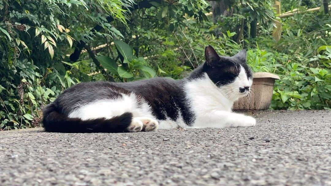 田中瞳のインスタグラム：「生まれ変わるなら猫か木」