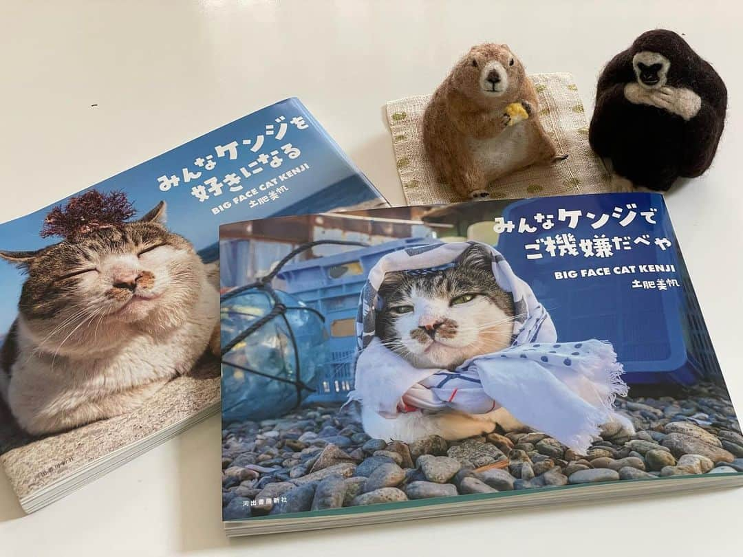 ikaoさんのインスタグラム写真 - (ikaoInstagram)「* ボス猫ケンジの写真集📘第二弾 『みんなケンジでご機嫌だべや』 @big_face_cat_kenji * くんたも釘付け😂 スワイプしてね👉🏻 * 雪山によって断絶されてしまう浜と住宅街を 会社の重役級の待遇で車の送迎付きとなる ケンジの冬の生活や… 裏表紙にもなっているタンポポ畑に 美帆さんを誘ってくれたオトコマエ伝説や… 今回も見応え読み応えありあり☺️ * 皆んなに大切にされているケンジ達の幸せを観て こちらも、なまらご機嫌になれるべや🩵 #みんなケンジでご機嫌だべや #みんなケンジを好きになる * * 話し変わって 今日19時よりＥテレ地球ドラマチック プレーリードッグですよ〜🙌 って、私も昨日教えていただきました。 ありがと〜😊💕」9月30日 13時05分 - ikao26