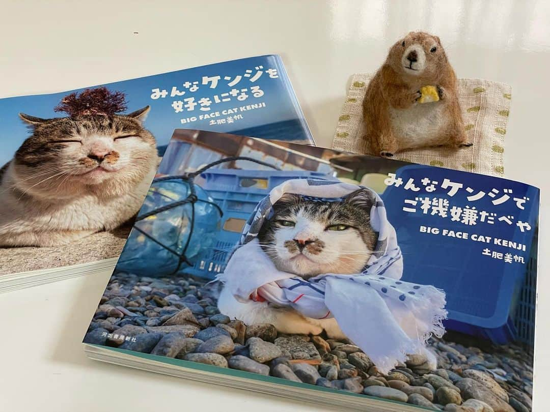 ikaoさんのインスタグラム写真 - (ikaoInstagram)「* ボス猫ケンジの写真集📘第二弾 『みんなケンジでご機嫌だべや』 @big_face_cat_kenji * くんたも釘付け😂 スワイプしてね👉🏻 * 雪山によって断絶されてしまう浜と住宅街を 会社の重役級の待遇で車の送迎付きとなる ケンジの冬の生活や… 裏表紙にもなっているタンポポ畑に 美帆さんを誘ってくれたオトコマエ伝説や… 今回も見応え読み応えありあり☺️ * 皆んなに大切にされているケンジ達の幸せを観て こちらも、なまらご機嫌になれるべや🩵 #みんなケンジでご機嫌だべや #みんなケンジを好きになる * * 話し変わって 今日19時よりＥテレ地球ドラマチック プレーリードッグですよ〜🙌 って、私も昨日教えていただきました。 ありがと〜😊💕」9月30日 13時05分 - ikao26