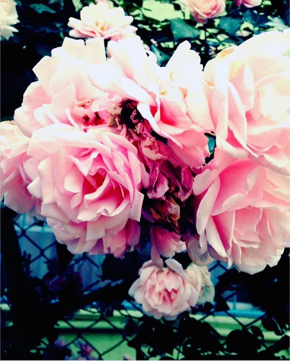 理絵さんのインスタグラム写真 - (理絵Instagram)「🤍🩷🤍  いつから気圧の変化に弱い体質になったのかしら❔  若い頃はなんともなかったのに  #低気圧 #薔薇 #ばら #バラ #rose  #rosa #fiore」9月30日 13時16分 - ____rie____
