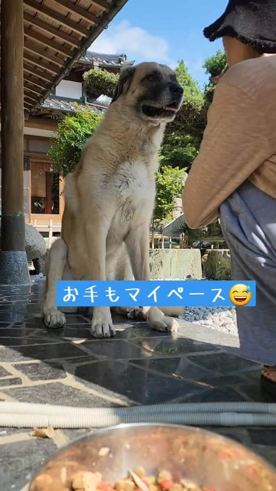 吉松育美のインスタグラム：「Kangal犬のお手😁 生肉だけじゃなくて普段はドライフード食べるよ✨  #大型犬のいる暮らし  #大型犬 #犬のいる生活 #カンガル犬 #bigdog.family #bigdog #犬のいる暮らし」