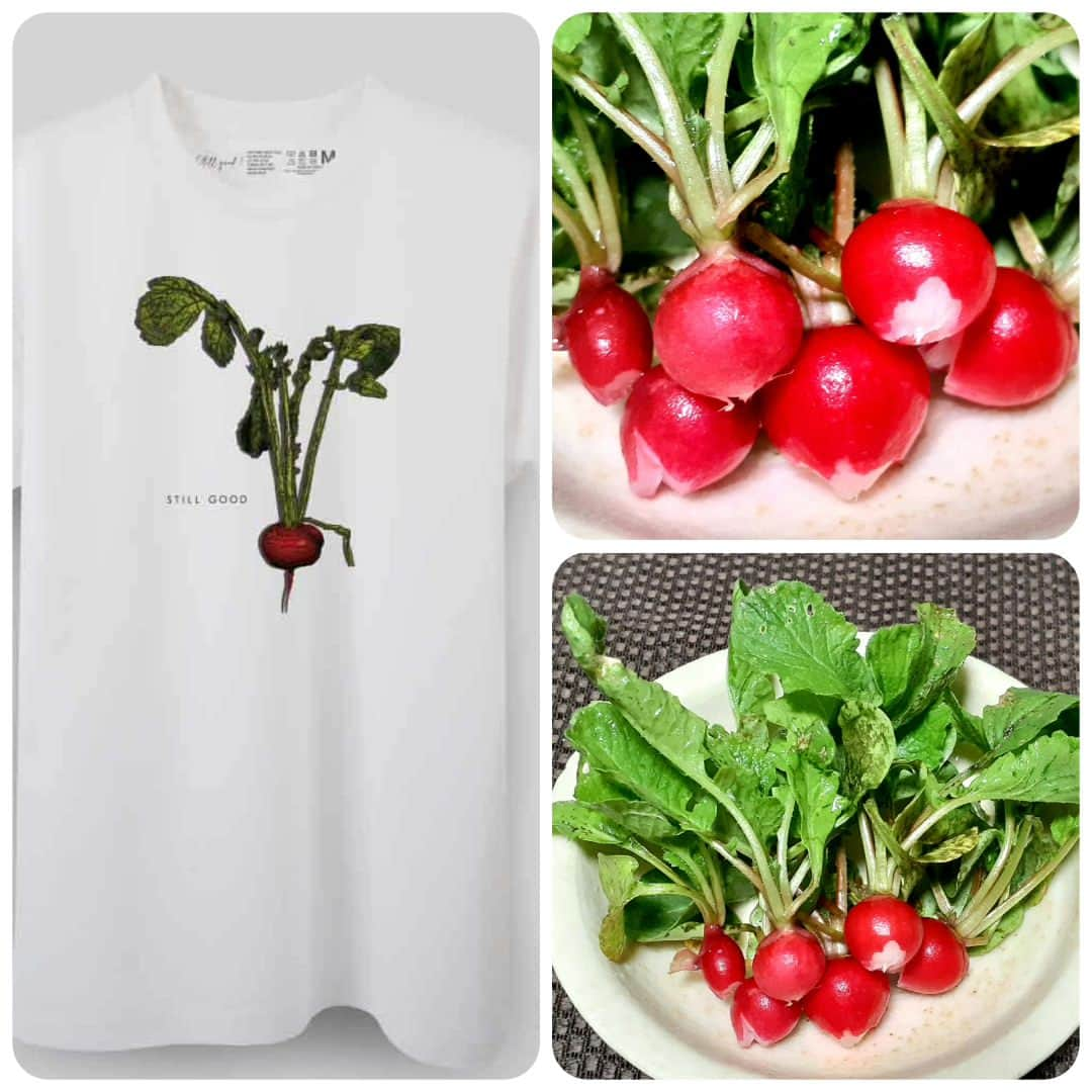 ハンディやしきさんのインスタグラム写真 - (ハンディやしきInstagram)「規格外野菜、もったいない野菜Tシャツのブランド「Still　Good」(まだまだいける、やれる！)フードロスの部分で少しでも貢献出来ればと思い立ちあげました。  くたびれたラディッシュ！ しなびれちゃってもまだまだ行けますよ🎵そんな様子をデザインしました。 サラダで美味しくいただきました😋  　　　　コンセプト  ⚫サステナブルな社会の実現を目指す中で、フードロスが問題視される昨今。  そんな時代にピッタリのブランドが誕生しました。その名も「Still good！」世にも珍しい、世界初の(規格外野菜)、(もったいない)、(フードロス)、(諦めない気持ち)をコンセプトにした唯一無二のアパレルブランドです。  プロデュースするのは、野菜を食べること大好き、料理が大好きで、家庭菜園にハマり、さらには好きが高じて野菜コーディネーター、発酵食品ソムリエの資格まで取ってしまった芸人！通販芸人ハンディやしきです。  家庭菜園で採れる野菜は無農薬で体にも良く味も最高！市場では出回らない、いわゆる規格外野菜みたいなものも沢山あります(笑)。そういった野菜達だってしっかり美味しい！ 何より形が面白くて愛着が湧きます。不揃いだからこその可愛らしさがあるのです。  しかし市場では規格外の野菜は商品になりませんし、ちょっとでも傷むと捨てられてしまいます。でもそんな捨てられる野菜だってまだまだいけるはずなんです！  「Still good！」は野菜大好き、食べること自体も大好き、そして昔から洋服、ファッションが大好きだったハンディやしきが生み出しました。  デザインの素材は家庭菜園の野菜達や石川県の加賀野菜、金沢野菜です。  このブランドが生まれたきっかけは２つあります。  まずはお米つぶの1つも残さない、田舎特有の「もったいない」精神を大切にしてきたからこそ、野菜、食べ物が捨てられてしまう現実を悲しく思ったこと。 幼少期から残さず食べる、命をいただいてるのだから！  そして芸人として長年下積みを重ねてきた自分と、規格外野菜に通ずるものを感じたことです。  「still good」を着ていただくことで、少しでもこの２つの気持ちを皆様にも持っていただきたい！知っていただきい！  野菜も人も「まだまだいける！」そして「もったいないを忘れない」そんな想いのこもった「Still good！」を一度手にとってください。  #ベジアート #野菜アート #リボベジ #Tシャツ #ファッション #オシャレ #まだまだいける #stiilgood #野菜生活 #規格外野菜 #フードロス #もったいない #sdgs  #野菜コーディネーター #発酵食品ソムリエ #家庭菜園 #おうちごはん #ベジスタグラム #料理芸人 #fashion #栄養まるごとプロジェクト」9月30日 14時39分 - handyyashiki