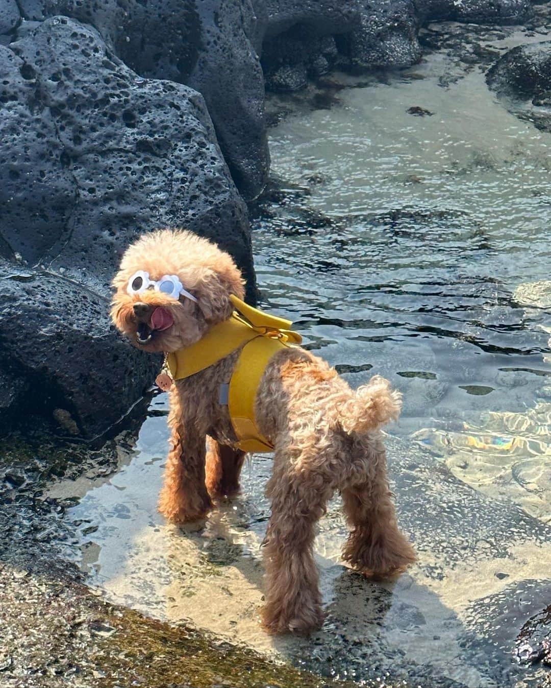 川崎怜奈さんのインスタグラム写真 - (川崎怜奈Instagram)「. まだ夏終わってなかったよ🏝️ 足だけつけて海見て浸ってたら めっちゃギャルなワンちゃんきたww . チェジュ行くのに合わせたネイル🩷 韓国人に可愛いって言われたから ちゃんとカムサハムニダ〜って言いました🫰🏼 . . . #済州島 #チェジュ島 #jeju #韓国旅行  #aewol #summervibes #korea」9月30日 15時31分 - layna_lllllll