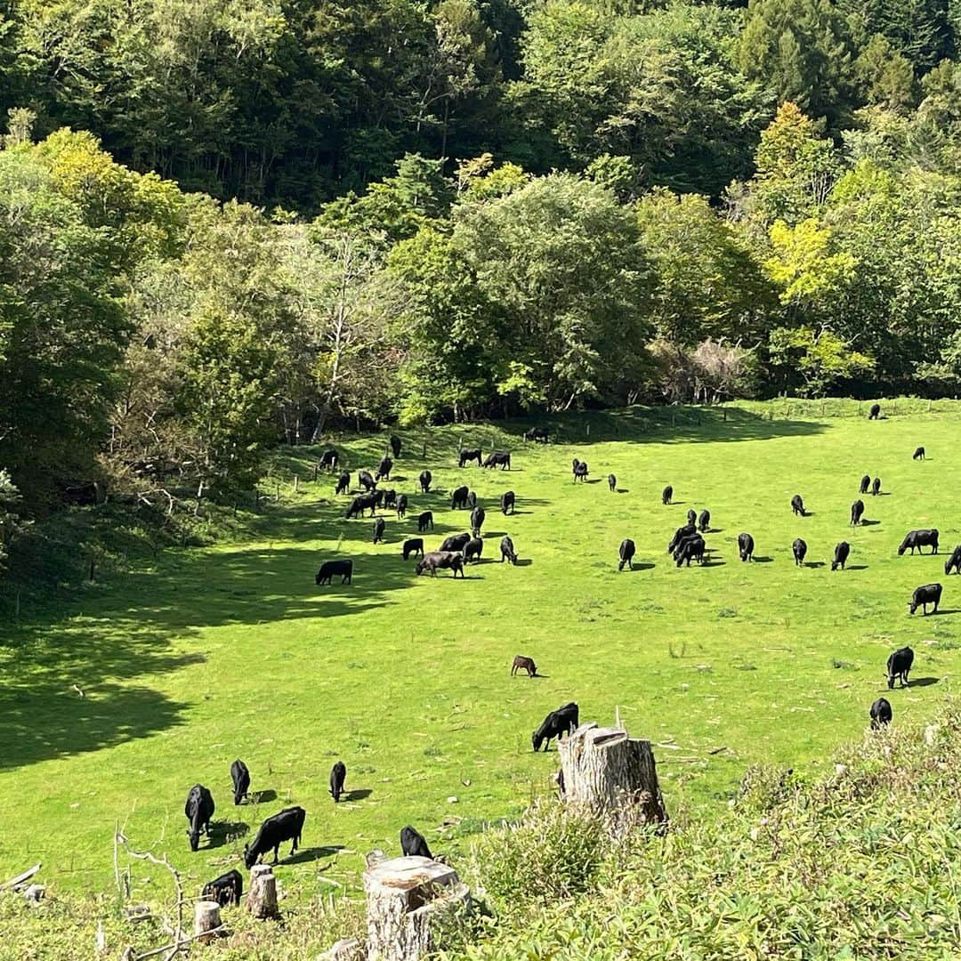 田辺晋太郎さんのインスタグラム写真 - (田辺晋太郎Instagram)「【究極の赤身肉『ジビーフ』の故郷、北海道帯広 様似の駒谷牧場をサカエヤ新保さんと巡る旅】  先日西小山のcaillouで #サカエヤ の #新保吉伸 さんや我らが巨匠 #松浦達也 さんらとご飯をご一緒しているときに「#ジビーフ の牧場、見に行ってみませんか？」という話になり同席していた友人や #caillou の安達シェフともこれは是非行きましょう！！と言うことで、今回松浦さんにコーディネーション頂き『新保さんといく北海道ツアー』が敢行されました！  ジビーフとは、#北海道 様似郡にある #駒谷牧場 で西川奈緒子さんがたった一人で育てている #ブラックアンガス 牛のこと。 200ヘクタールの山林で、通年放牧で育だ牛たちは、自然交配で子を産み母乳で育て、親子で連れ添いながら小川の水を飲む姿はまさしく野生の牛。この完全放牧野生牛が、ジビエのようなビーフという意味で「ジビーフ」と呼ばれています。究極の野生赤身肉のジビーフは日本で数少ないオーガニック認定を受けた牛肉です。  という事でその駒谷牧場にお邪魔しまして、ジビーフが放牧されている山林にいったらもう、こんな素晴らしい環境があるのかと大驚き！  澄んだ風が吹き抜け牧草は生い茂り、それを自由に牛たちが親子連れで食べている最高の景色。  中に一頭だけ種牛の十兵衛師匠が威風堂々と君臨され、そこにいる何十頭の父である威厳に満ちた姿は男としても思わず崇め奉りたくなりました。  牧場を見たあとはバーベキュー！  究極の赤身肉であるジビーフのカイノミを生産者のお宅にて、ジビーフの手当をされてる新保さん、caillouの安達シェフとでまたたく間にカットしていきます。  バーベキュースタート！あ、しまった！焼肉のタレを用意してなかったとの事で、急遽僕が生産者さんのご自宅にある材料でジビーフ用に焼肉のタレを調合してみたところ見事にハマって #肉マイスター の面目躍如となりました！たぶん（笑）  20年以上ぶりの北海道、ホントに気持ちよくて大満喫しております。  このあと夜は帯広市内の最高のフレンチへ。  続く。」9月30日 15時42分 - meat_meister_tanabe_shintaro