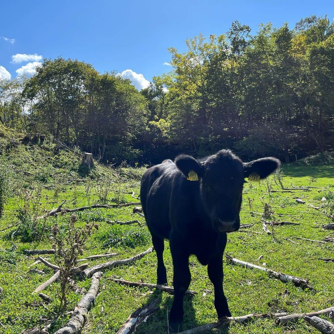 田辺晋太郎さんのインスタグラム写真 - (田辺晋太郎Instagram)「【究極の赤身肉『ジビーフ』の故郷、北海道帯広 様似の駒谷牧場をサカエヤ新保さんと巡る旅】  先日西小山のcaillouで #サカエヤ の #新保吉伸 さんや我らが巨匠 #松浦達也 さんらとご飯をご一緒しているときに「#ジビーフ の牧場、見に行ってみませんか？」という話になり同席していた友人や #caillou の安達シェフともこれは是非行きましょう！！と言うことで、今回松浦さんにコーディネーション頂き『新保さんといく北海道ツアー』が敢行されました！  ジビーフとは、#北海道 様似郡にある #駒谷牧場 で西川奈緒子さんがたった一人で育てている #ブラックアンガス 牛のこと。 200ヘクタールの山林で、通年放牧で育だ牛たちは、自然交配で子を産み母乳で育て、親子で連れ添いながら小川の水を飲む姿はまさしく野生の牛。この完全放牧野生牛が、ジビエのようなビーフという意味で「ジビーフ」と呼ばれています。究極の野生赤身肉のジビーフは日本で数少ないオーガニック認定を受けた牛肉です。  という事でその駒谷牧場にお邪魔しまして、ジビーフが放牧されている山林にいったらもう、こんな素晴らしい環境があるのかと大驚き！  澄んだ風が吹き抜け牧草は生い茂り、それを自由に牛たちが親子連れで食べている最高の景色。  中に一頭だけ種牛の十兵衛師匠が威風堂々と君臨され、そこにいる何十頭の父である威厳に満ちた姿は男としても思わず崇め奉りたくなりました。  牧場を見たあとはバーベキュー！  究極の赤身肉であるジビーフのカイノミを生産者のお宅にて、ジビーフの手当をされてる新保さん、caillouの安達シェフとでまたたく間にカットしていきます。  バーベキュースタート！あ、しまった！焼肉のタレを用意してなかったとの事で、急遽僕が生産者さんのご自宅にある材料でジビーフ用に焼肉のタレを調合してみたところ見事にハマって #肉マイスター の面目躍如となりました！たぶん（笑）  20年以上ぶりの北海道、ホントに気持ちよくて大満喫しております。  このあと夜は帯広市内の最高のフレンチへ。  続く。」9月30日 15時42分 - meat_meister_tanabe_shintaro