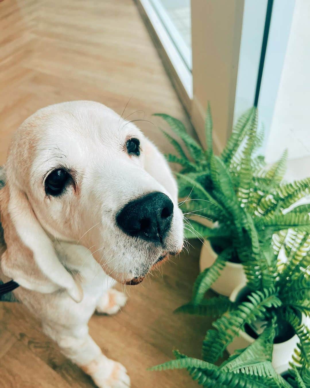 r_oseさんのインスタグラム写真 - (r_oseInstagram)「Almost being a black and white beagle at the age of 12 years 8 months old 🤍🖤 I am happy. I am healthy. I nap a lot but never forgot the time when meal is served.😊」9月30日 15時42分 - r_ose