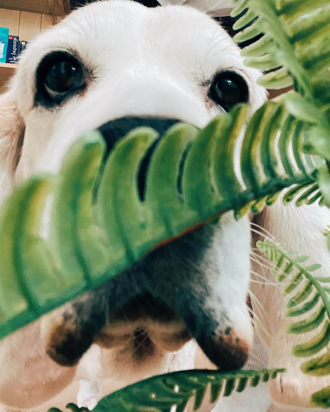 r_oseさんのインスタグラム写真 - (r_oseInstagram)「Almost being a black and white beagle at the age of 12 years 8 months old 🤍🖤 I am happy. I am healthy. I nap a lot but never forgot the time when meal is served.😊」9月30日 15時42分 - r_ose