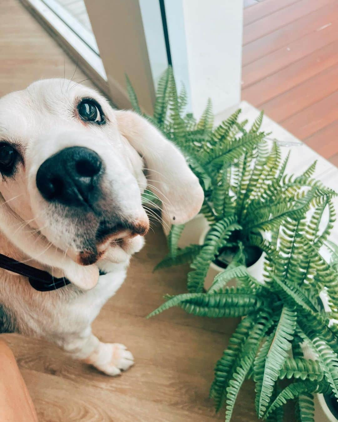 r_oseさんのインスタグラム写真 - (r_oseInstagram)「Almost being a black and white beagle at the age of 12 years 8 months old 🤍🖤 I am happy. I am healthy. I nap a lot but never forgot the time when meal is served.😊」9月30日 15時42分 - r_ose