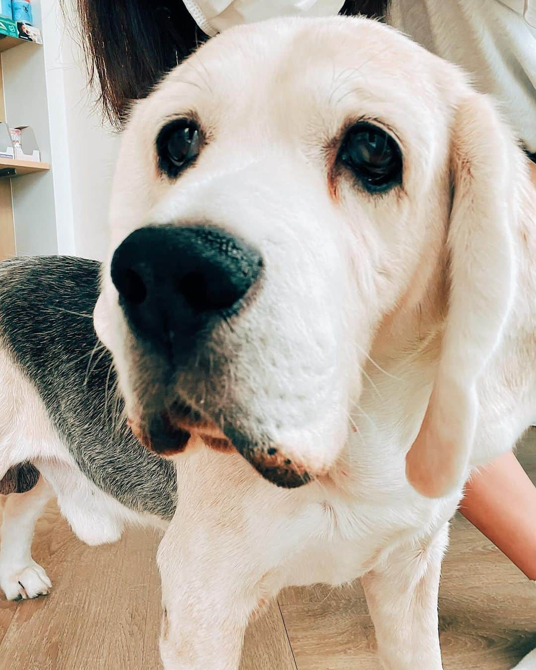 r_oseさんのインスタグラム写真 - (r_oseInstagram)「Almost being a black and white beagle at the age of 12 years 8 months old 🤍🖤 I am happy. I am healthy. I nap a lot but never forgot the time when meal is served.😊」9月30日 15時42分 - r_ose