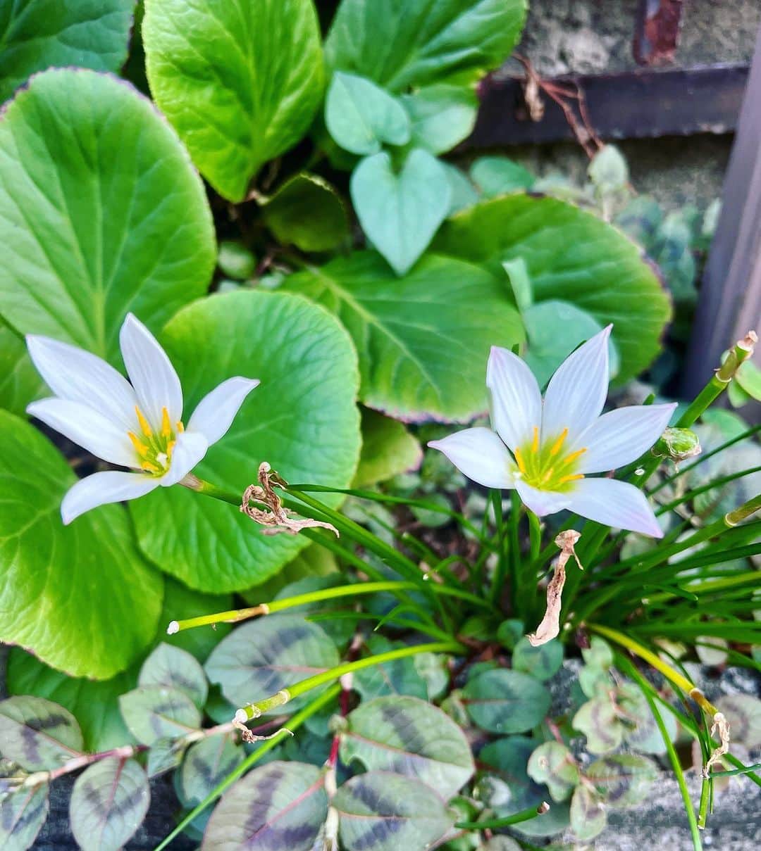 のインスタグラム：「ご近所の庭先で見かけた可愛い花。花びらの形と色合いがスッとして可憐ですよねー。陽当たりのよいところに咲くみたいです。#玉簾 #ゼフィランサス #有毒」