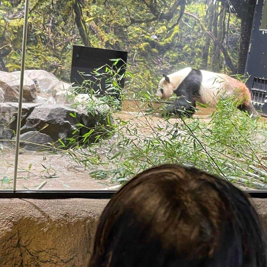 新井美穂さんのインスタグラム写真 - (新井美穂Instagram)「娘に「動物園行きたい！」と熱望され 今日は#上野動物園  入り口見た瞬間、ルンルンだった娘が停止😅  娘は自然に囲まれた「多摩動物園」で「こびとずかん」のこびとを探しに行きたかったらしい。  「この動物園じゃない。動物を見たかったわけじゃないの」って 動物園の入り口で何言うとんねーん！ こびとなんか、どこにもおらんわー💢 と、思わず子供の夢壊す事言ってしまったけど 娘はまだ、しぶとく「こびと」を信じてる😌（笑）  なんやかんやで、久しぶりにパンダも見れてご満悦の娘でした🐼❤️  #娘7歳5ヵ月」9月30日 16時36分 - arai_miho