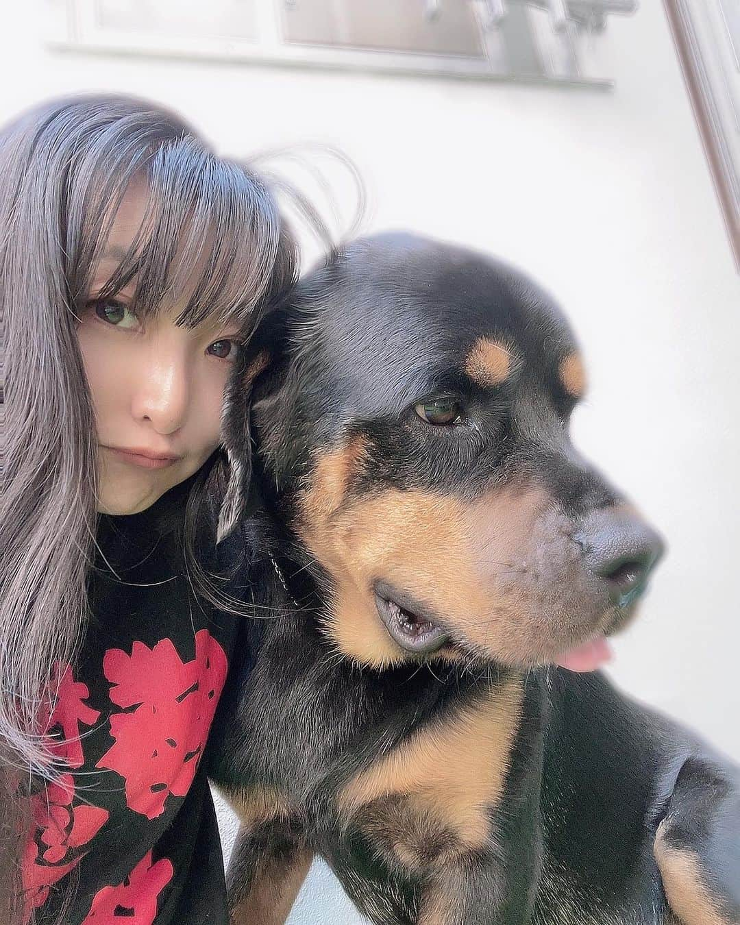 金城真央のインスタグラム：「今日は私の体調が良くなく朝んぽはお休みで、お庭遊び🐕💨🐾 ダリさんは大騒ぎせず少し遊んでからずっと横に居てくれました☺️ ②小さなワンコの綱引き ③ディスク練習からのワンプロ ④ディスクの取り合いでママンのお指をプチカプっでしょぼんしてお家に帰りたい中のダリル氏  #アラフォー女子  #犬のいる暮らし #いぬすたぐらむ #親バカ飼い主 #多頭飼い #チワワのいる生活 #姫気質犬 #チワワ #ボーダーコリー #ボーダーコリーのいる生活 #ボーダーコリー好きと繋がりたい #女番長　#ジャイアン犬 #ボーダーコリーブルーマール #ポメチワ #チワポメ #ポメチー #ポメラニアン #ミックス犬 #甘えん坊犬 #ロットワイラー #預かり犬 #小型犬中型犬大型犬」