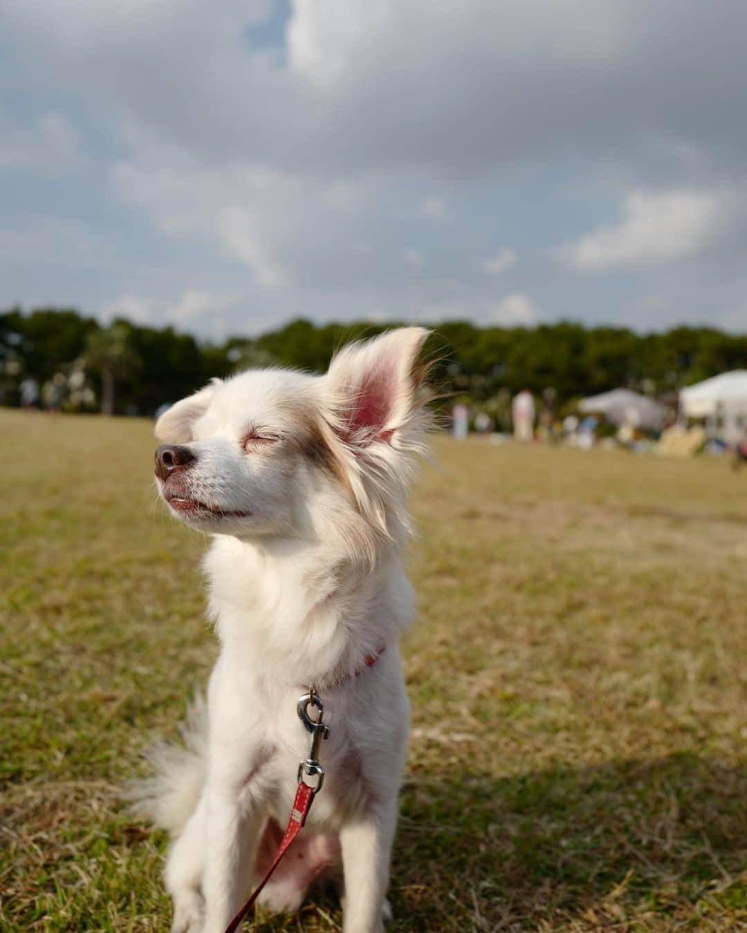 湊ジュリアナさんのインスタグラム写真 - (湊ジュリアナInstagram)「日本語、English, português 👇昨日辻堂で行われた Love Earth Festival に行って来ました〜天気が良くて夏みたいだった🥰バッタリ友達とあったり、昔からの友達が会いに来てくれたり、幸せな時間でした〜昔しょうなんに10年近く住んでたからたまに恋しくなる🥺海がある場所は明るくて、みんなハッピーそうで好き🫶また行きたい🥰  I went to the Love Earth Festival held in Tsujido yesterday ~ The weather was nice and it felt like summer 🥰 It was a happy time with lots of friends and old friends coming to see me ~ Long ago I lived in Shonan for almost 10 years, so I sometimes miss it🥺I like places with the ocean because it's bright and everyone seems happy🫶I want to go there again🥰 Ontem fui ao Love Earth Festival realizado em Tsujido ~ O tempo estava bom e parecia verão 🥰 Foi muito gostoso passar o dia com amigos e velhos amigos que  veio me ver ~ Há muito tempo morei em Shonan por quase 10 anos,  então às vezes sinto falta🥺Gosto de lugares com mar porque a vibe eh diferente  e todo mundo parece feliz🫶Quero ir lá de novo🥰 ✨ ✨ ✨ ✨ #辻堂 #辻堂海浜公園 #loveearthfestival #湘南 #オススメ公園」10月29日 20時42分 - julianaminato