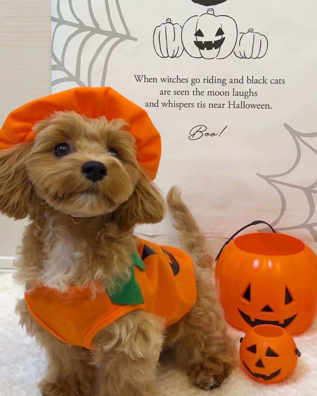 あかねぴのインスタグラム：「.  ぷぷちゃんと過ごす 初めてのハロウィン🎃♡  ベレー帽姿が可愛すぎて🥹🥹💕  たくさん写真撮ったから ついたくさん載せてしまう、、お付き合いください😭🫶🏻  . #マルプー #ハロウィン #おうちハロウィン #パンプキン #仮装 #犬ハロウィン #わんこのいる生活 #halloween #maltipoo」