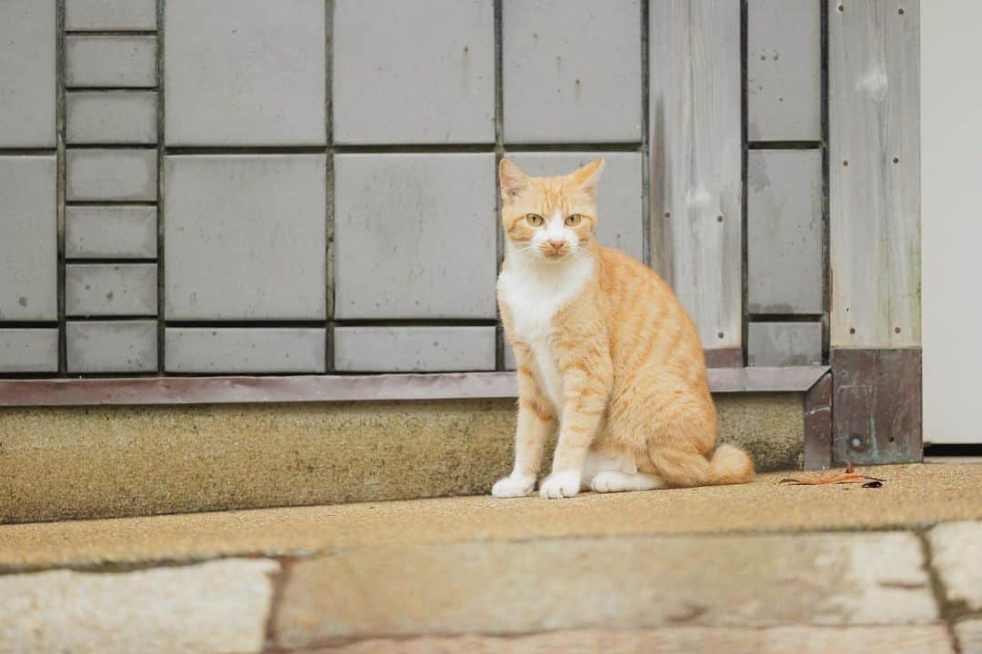 スタジオAQUA 横浜店さんのインスタグラム写真 - (スタジオAQUA 横浜店Instagram)「. . . . 秋雨の三溪園🌱 . . . Photogrpher : Ryohei Matsumoto . . . @studioaqua_yokohama  @decollte_weddingphoto @studioaqua_yokohama.ekimae  @d_weddingphoto_jp  ・ ・ #weddingphoto  #weddingphotography  #hairmake #웨딩드레스 #신부 #撮る結婚式  #チェリフォト  #花嫁さんと繋がりたい  #데일리룩 #오오티디 #패션  #옷스타그램 #패션스타그램 #フォトウェディング  #photoimage  #weddinghairgoals  #ヘアメイク #前撮り#ドレス試着レポ #igers    #dress#ナチュラルウェディング#結婚準備#横浜 #みなとみらい#大桟橋 #voguewedding #marriage」10月29日 20時49分 - studioaqua_yokohama