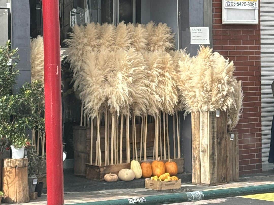 橋本志穂さんのインスタグラム写真 - (橋本志穂Instagram)「ハロウィン🎃シーズンだけど、クリスマス🎄のイルミネーションももうお見え〜 紀尾井ホールの向かいのホテルのお庭が可愛かった❣️❣️  紀尾井ホールで開催された マリンバ奏者　 SINSKEさんのデビュー20周年記念コンサート 「　」(スペース)  素晴らしい演奏は 筆舌に尽くし難い  構成も素晴らしくて 私たちみんなが大きなスペースシップに乗って 太陽系をぐるりと回って宇宙旅行をしてきた気分にさせられます。  オープニングには SINSKEさんの背中を追いかける若い男性のマリンバ奏者の方々と息ぴったりのアンサンブル❣️ 特に、編曲でも参加している宮野下シリュウさんの ムッキムキの演奏姿には惹かれるわー🥰  SINSKEさんの新曲も素晴らしかった。 耳馴染みのある曲たちも SINSKEさんのアレンジで 全部真新しくキラキラと輝いてた。 ヨイトマケの歌は 九州人として　 泣きそうなほど感動‼️  　夢のようなコンサートで、 心のスペースは 全て埋まった‼️ 明日からまた頑張れる〜  だけど、終わってしまったのが残念😢 ずーっと聴いていたかった。 とくに、今日の曲は全部素晴らしかった‼️  そしたら、 スペース旅行のお土産に円盤型の音の出る商品が売ってると言う 🤣🤣🤣🤣🤣  今日の演目が収められたCD‼️‼️  サイン入りのポストカードももらえるというお得‼️  買うよねー❣️  みんなに聞いて欲しい〜  このCDだよーーー  会場で音無美紀子さんが、デビューが同じ上村香子さんといらっしゃってて、、 俳優でご主人の　浜畑賢吉さんはSINSKEさんのお母様と一緒にご覧になっていらっしゃいました。  歌声喫茶の指揮者　奥村伸樹さんや 原元美紀ちゃんもきてて、休憩時間の 感想の発表会も楽しかった〜  終演後、 中棹三味線の尾上秀樹さんを発見❣️ (大きいからすぐわかる〜)  秀樹さんと 勝手にSINSKEさんのコンサートの打ち上げして帰りました〜  @sinske_marimba  #マリンバ @mikiko.otonashi  #上村香子 #浜畑賢吉」10月29日 20時59分 - shihohashimoto3