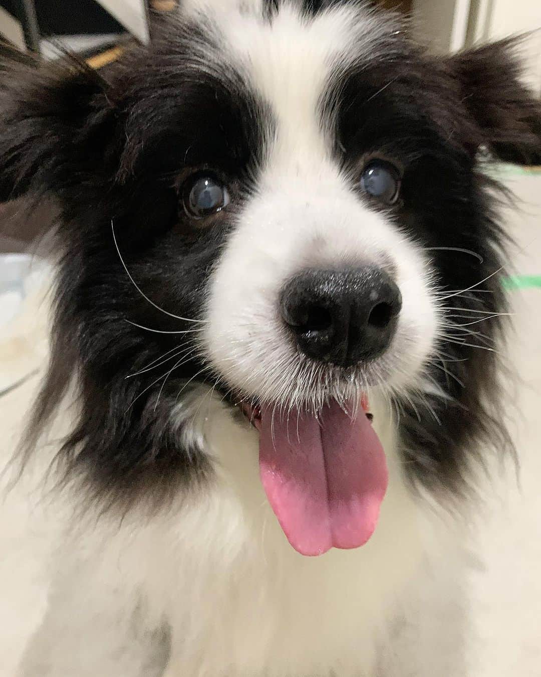 犬バカ部宣伝部長のインスタグラム：「もう15歳のそらちん🐼❤️ そろそろ終活について勉強していかないと🥺 ⁡ 待ってるわけではなく、自分が平常心じゃなくなるのが分かってるので…早めに対策しているわけで🥺 ⁡ あーそんときは絶対会社休みます✋🥺 ⁡ #犬バカ部 #bordercollie #ボーダーコリー #dog #犬 #白黒 #そら #ふにゃボダ部 #ボダ娘」