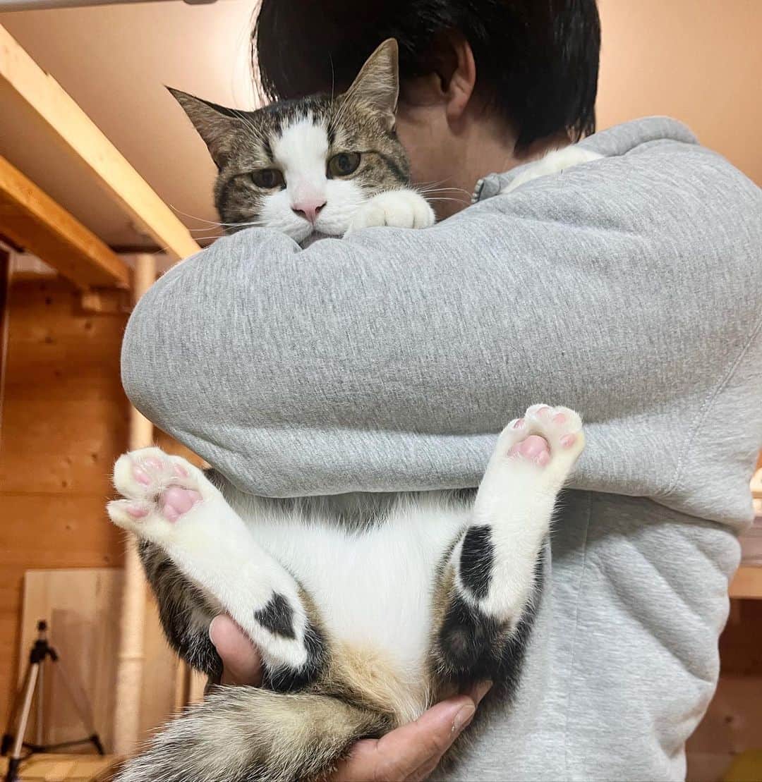 ひのき猫のインスタグラム：「肉球がかわいい♥️🐾 いつもとは違うポーズでの抱っこです。  ・ ・ ・  #ひのき猫  #オデコ  #抱っこが好き  #かわいい猫  #あざとい猫  #肉球ピンク  #肉球らぶ  #にゃんすたぐらむ  #猫との生活  #cat  #catstagram  #cutecat」