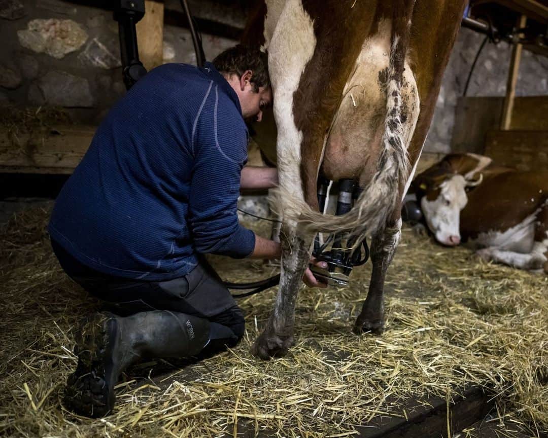 AFP通信さんのインスタグラム写真 - (AFP通信Instagram)「High- altitude cheese in Switzerland⁣ ⁣ Cheesemaker Cedric Maire crafts L'Etivaz mountain pasture cheese, a hard Swiss cheese made from raw cow's milk and only produced during the summer season, near La Lecherette, western Switzerland.⁣ ⁣ 📷 @coffrinews #AFP」10月29日 21時01分 - afpphoto