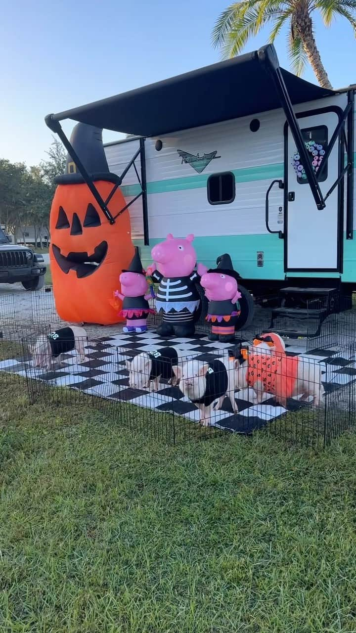 Priscilla and Poppletonのインスタグラム：「Celebrating Halloween weekend at one of our favorite campgrounds. Bring on all the treats!🐷🖤🎃 #koacamping #hunsaderfarms #piggypenn #poseyandpink #prissyandpop」