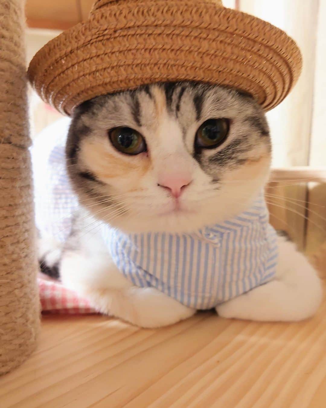 ねこのインスタグラム