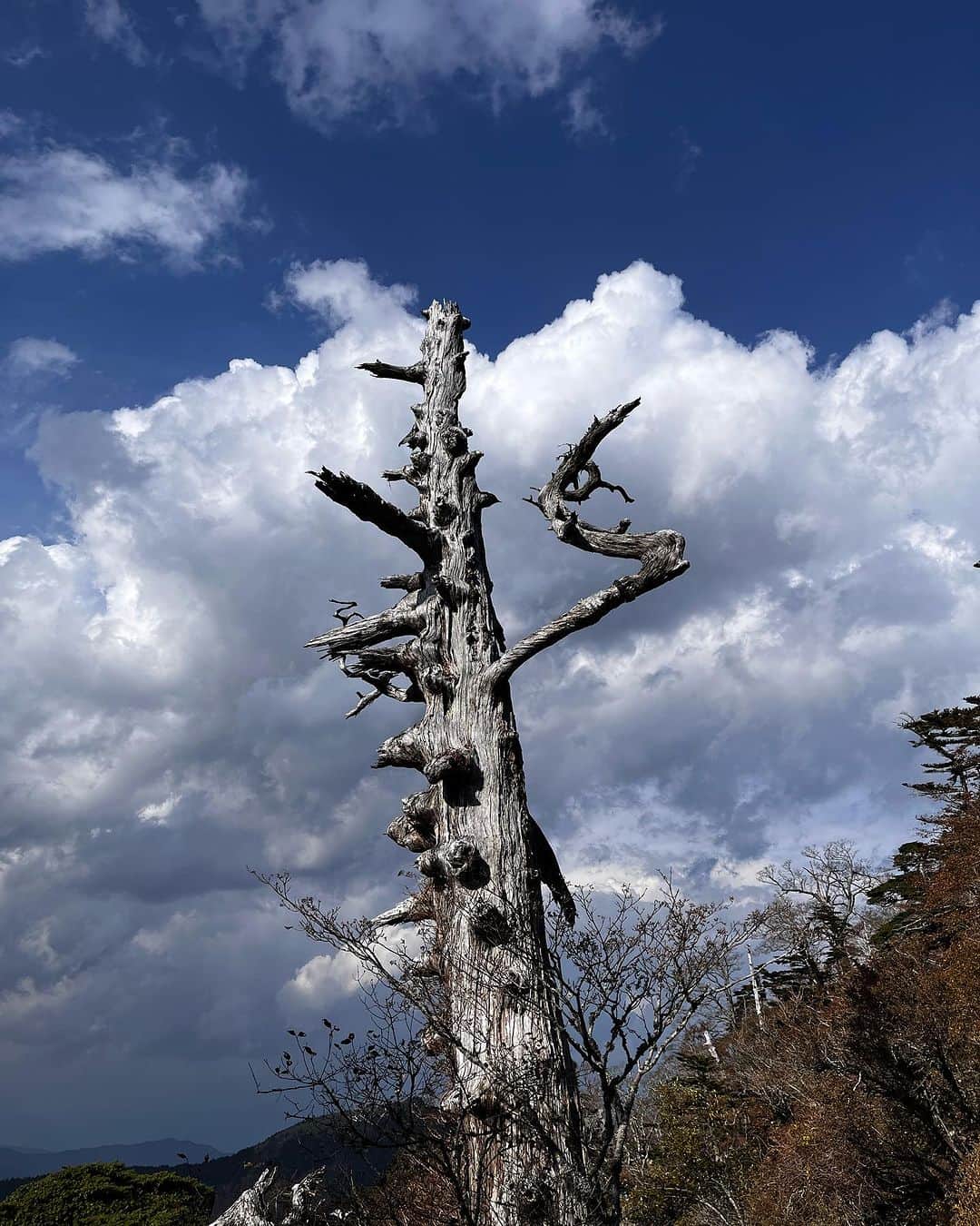 村田諒太さんのインスタグラム写真 - (村田諒太Instagram)「再びの徳島県  徳島の自然、人々、伝説  最高に魅力的です  こんな素晴らしい街や文化、自然の残る日本を次世代に残すために、先ずは現代の人達に味わって欲しいです  都会にばかりいると愛すべき日本の財産を忘れてしまいます  素晴らしい日本を感じに、徳島県へ」10月29日 21時22分 - ryota_murata_official