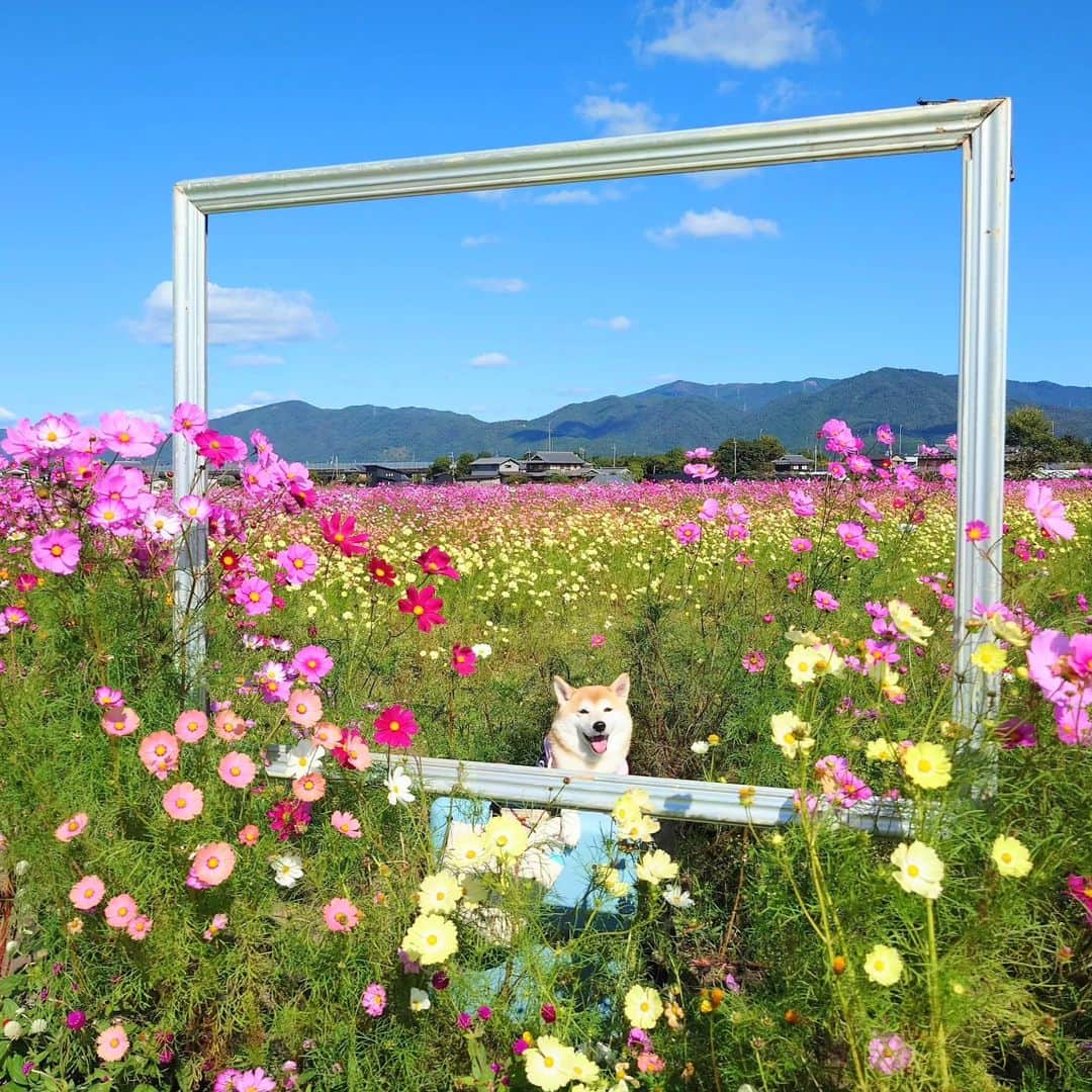 ちゃみさんのインスタグラム写真 - (ちゃみInstagram)「にぱー！ 青空とコスモスとチャーミー✿  去年の今頃見に行った時の😆  #コスモス#柴犬#しばいぬ#犬#癒し#愛犬#shiba#shibainu #dog」10月29日 21時31分 - shiba_charmy