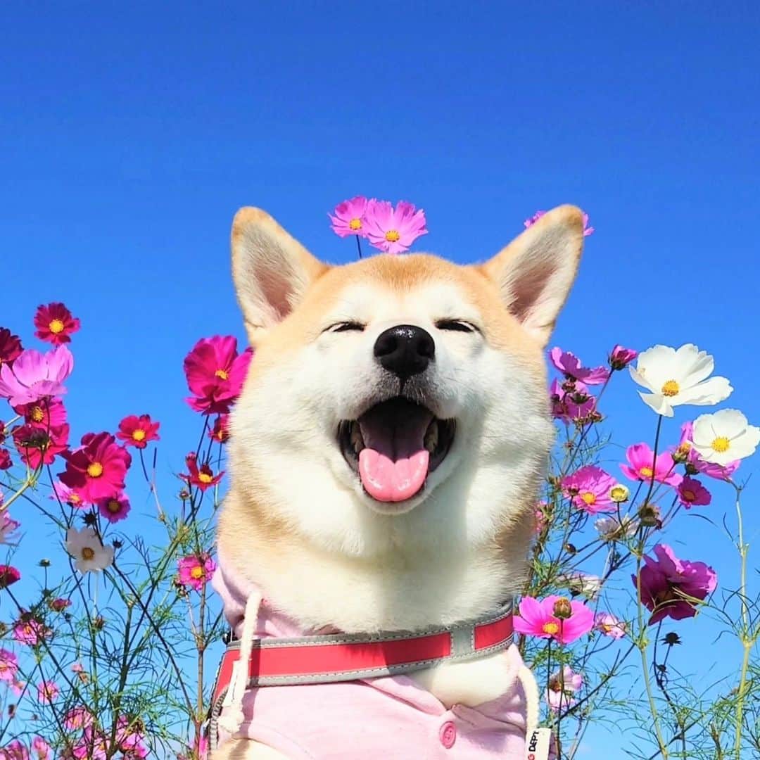 ちゃみのインスタグラム：「にぱー！ 青空とコスモスとチャーミー✿  去年の今頃見に行った時の😆  #コスモス#柴犬#しばいぬ#犬#癒し#愛犬#shiba#shibainu #dog」