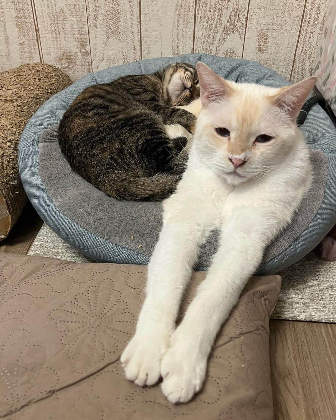 marimon0703__さんのインスタグラム写真 - (marimon0703__Instagram)「んー動けないね〜😅  #ソルパパ🐱  cat#catstagram #instacat #catsofinstagram #catoftheday #lovecats #instagramcats #instagram #cutepetclub #TopCatPhoto#catstocker #weeklyfluff #子猫#にゃんこ#ねこ#ねこ部#猫#ネコ#ふわもこ部#ペコねこ部#保護猫#保護猫を家族に#保護猫と暮らす#多頭飼い#里親募集#里親募集中#子猫里親募集」10月29日 21時32分 - marimon0703__