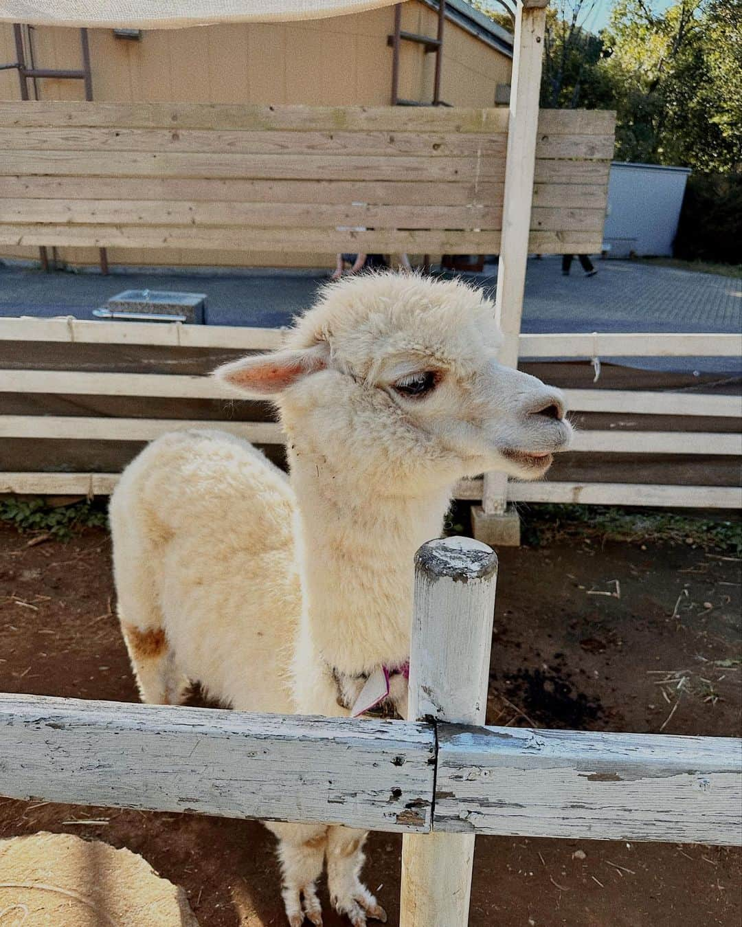 渋谷ジャパンさんのインスタグラム写真 - (渋谷ジャパンInstagram)「動物園行ってきたよ〜🦓  みんなは何の動物が好き？  #渋谷さん家は猫ざんまい  #動物園 #千葉動物公園」10月29日 21時32分 - shibuya_japan