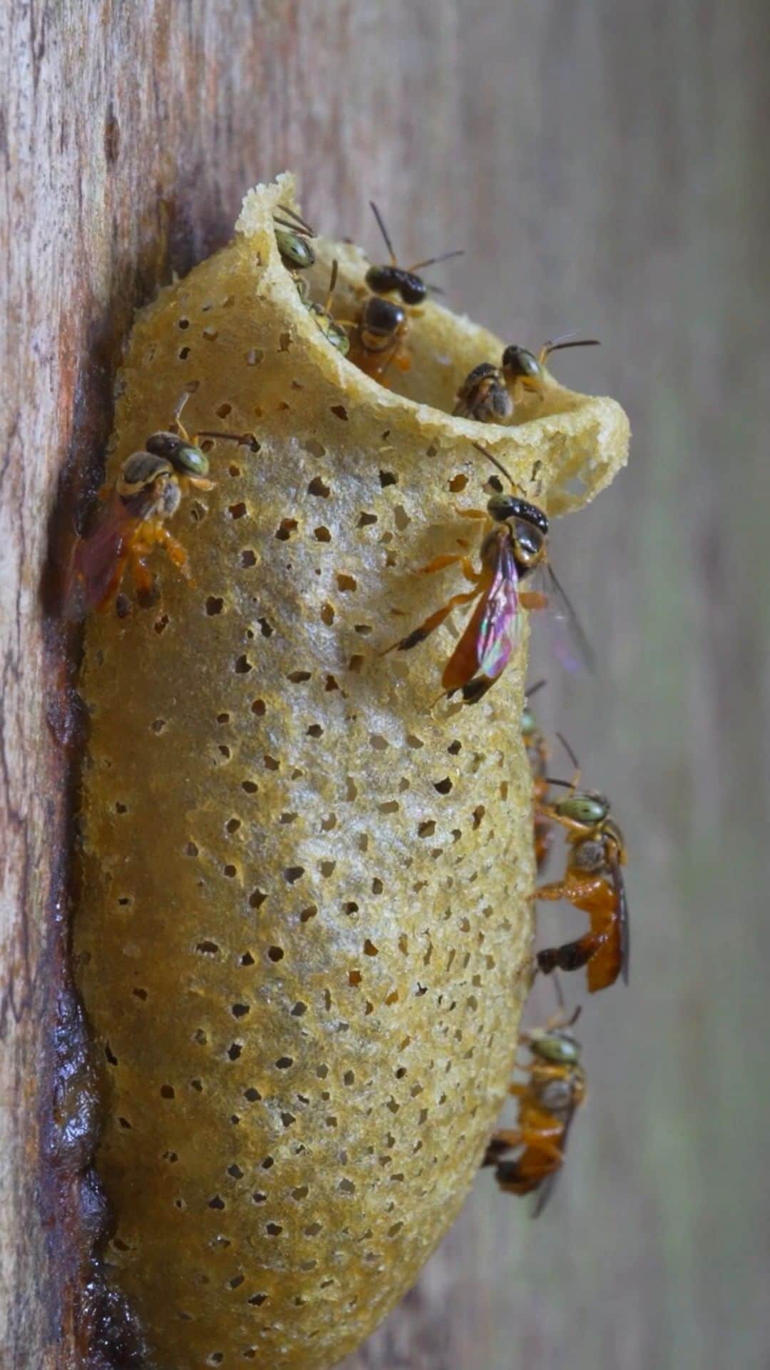 ナショナルジオグラフィックのインスタグラム：「Video by @javier_aznar_photography | "Soldiers" of stingless bees patrol the entrance to their colony while other worker bees forage and clean the nest, in the Chocó rainforest of Ecuador. At night, the bees seal the tube with wax, protecting the nest from predators. Follow @javier_aznar_photography to learn more about the Chocó.」