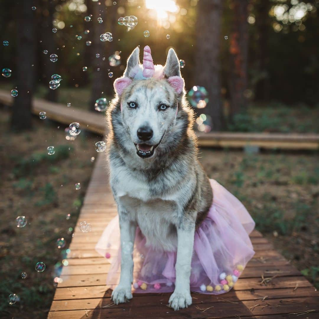 アニマルプラネットのインスタグラム：「#Halloween magic. ✨🦄  #HappyHalloween #costumeparty #dogstagram」