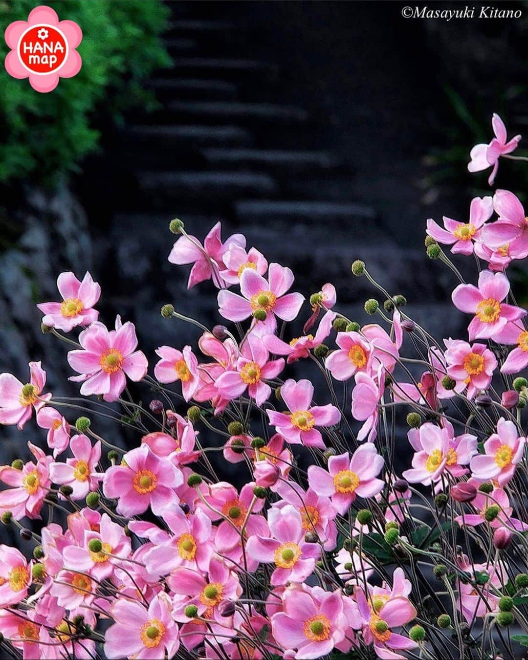 はなまっぷ❁日本の花風景のインスタグラム