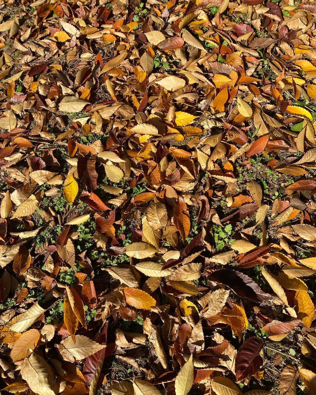 ハ・シウンさんのインスタグラム写真 - (ハ・シウンInstagram)「가을.가을.🍂」10月29日 22時09分 - haase428