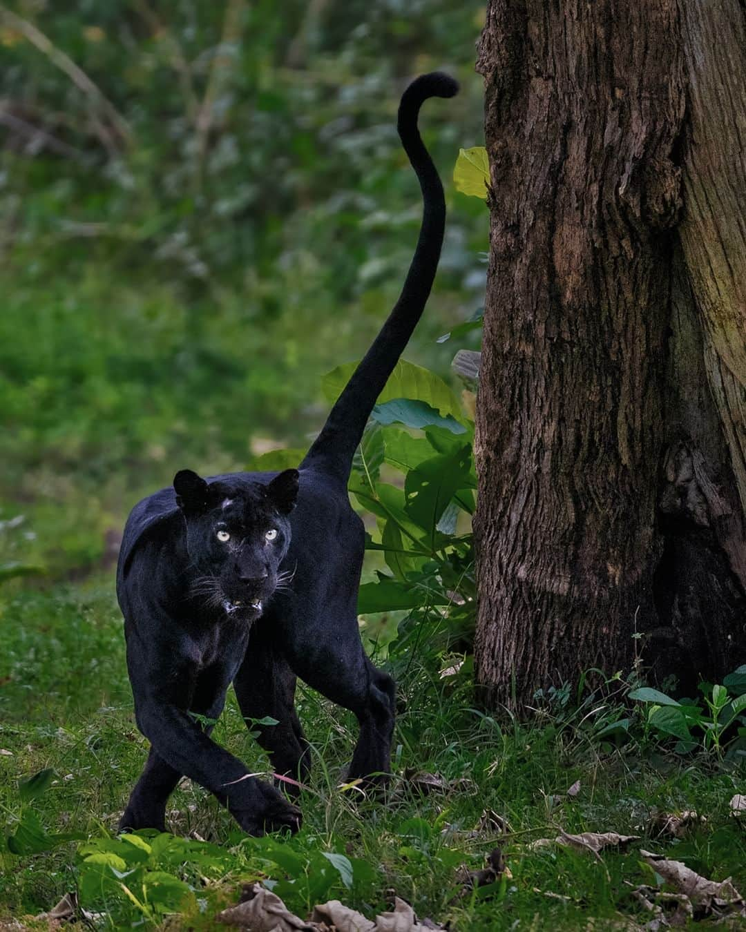 アメリカ自然史博物館のインスタグラム：「It’s National Cat Day! Behold a black cat of epic proportions: this melanistic leopard (Panthera pardus). Also known as “panthers,” leopards can be found across a wide range in Africa and Asia and can reach weights of 198 lbs (90 kg). Individuals like the one pictured are rare in the wild  and are affected by a genetic mutation called melanism, which results in their dark coloring. Scientists think there are some advantages that come with having a dusky coat, including being able to more seamlessly blend in with the darkness of the night and take in heat more efficiently in the Sun.  Photo: Darshan Ganapathy, CC BY-SA 4.0, Wikimedia Commons  #wildlife #amazingnature #wildlifephotography #bigcats #animalfacts #didyouknow」