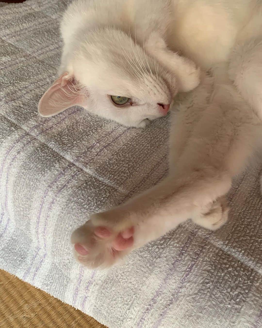 くるねこ大和さんのインスタグラム写真 - (くるねこ大和Instagram)「寝てるとこを撮影したが見事に気付かれているウェーイ  #胡ぼん  #胡ゆっき  #胡マさん」10月29日 13時13分 - kuru0214neko