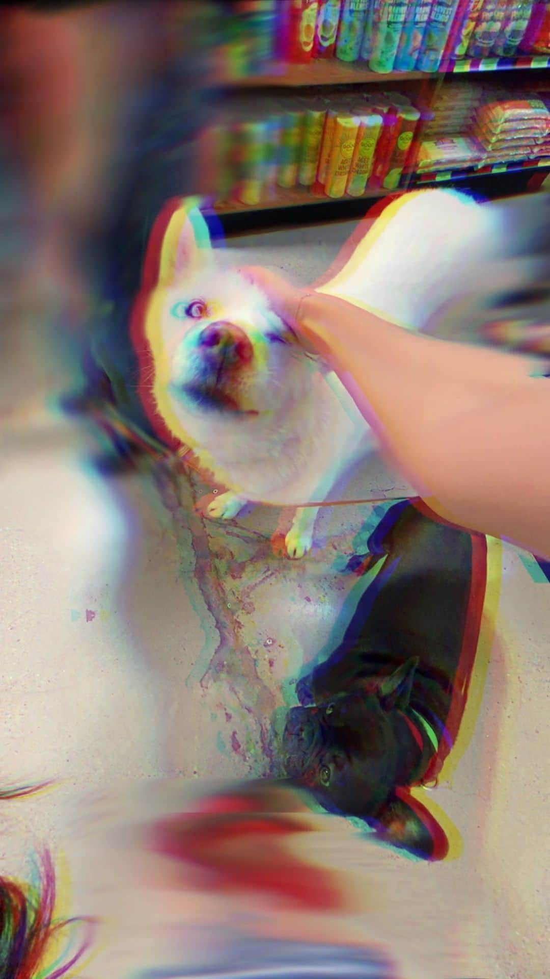 天野ちよのインスタグラム：「すっぴんボサボサ with わんこ🐕🐾」