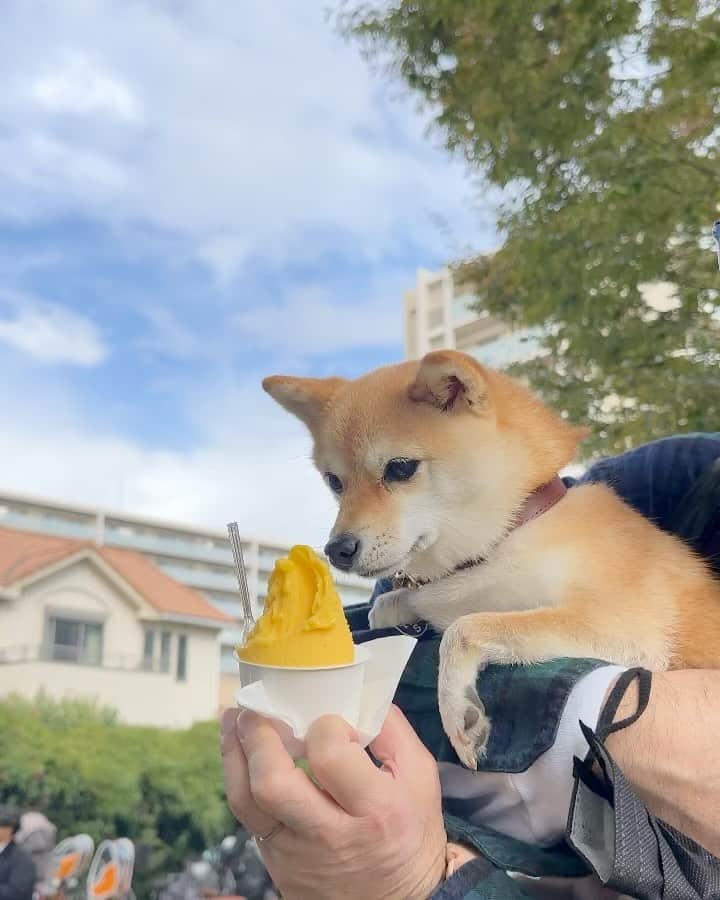 豆柴にこちゃんのインスタグラム：「🐶 近所の公園のイベントへ。  にこも気分転換＆日光浴させるために トートで運んで公園の芝生を堪能させてあげたよ😚  ジェラート、柿のが珍しくておいしかった！  にこは芝生の上はグイグイ歩いてたけど、 まだ麻酔の影響かトートに入れるとすぐウトウト😪  ラキぴょんのマネして衝動買いしたトートが めちゃ役に立っているー😘  #柴犬#豆柴#mameshiba #shibastagram#japanphoto#shibainu#犬#shibainumania#犬のいる暮らし#shiba_snap#shibainupuppy#多頭飼い#dog#いぬすたぐらむ#puppy#dogstagram#instadog #doglover#pecoいぬ部#pecotv#いぬのきもち部#狗#子犬#barked#9gag#9gagpets#시바견」
