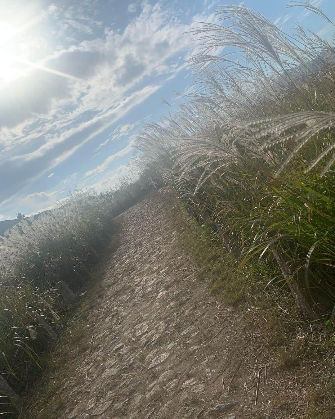 吉田桃華さんのインスタグラム写真 - (吉田桃華Instagram)「#曽爾高原 でのんびり散策🌾 大自然のなかで、 風に吹かれて癒しの時間を  #奈良県 #曽爾村 #sonivillage  #曽爾村観光大使  #すすきが見頃です　 #アメブロも書いたよ #吉田桃華」10月29日 13時45分 - momokayoshida_