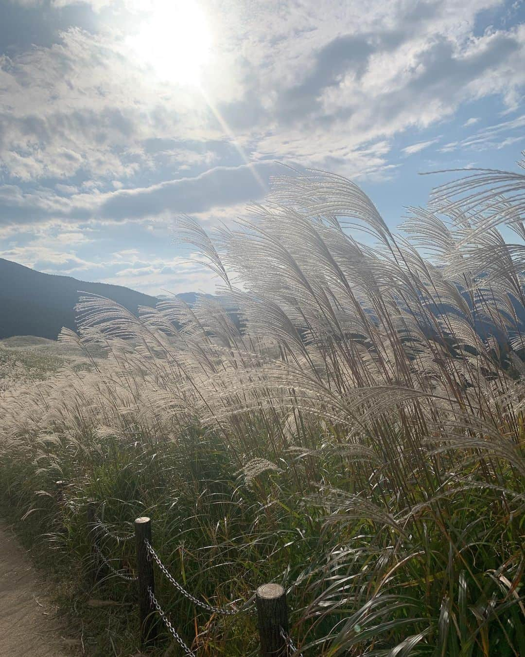 吉田桃華さんのインスタグラム写真 - (吉田桃華Instagram)「#曽爾高原 でのんびり散策🌾 大自然のなかで、 風に吹かれて癒しの時間を  #奈良県 #曽爾村 #sonivillage  #曽爾村観光大使  #すすきが見頃です　 #アメブロも書いたよ #吉田桃華」10月29日 13時45分 - momokayoshida_