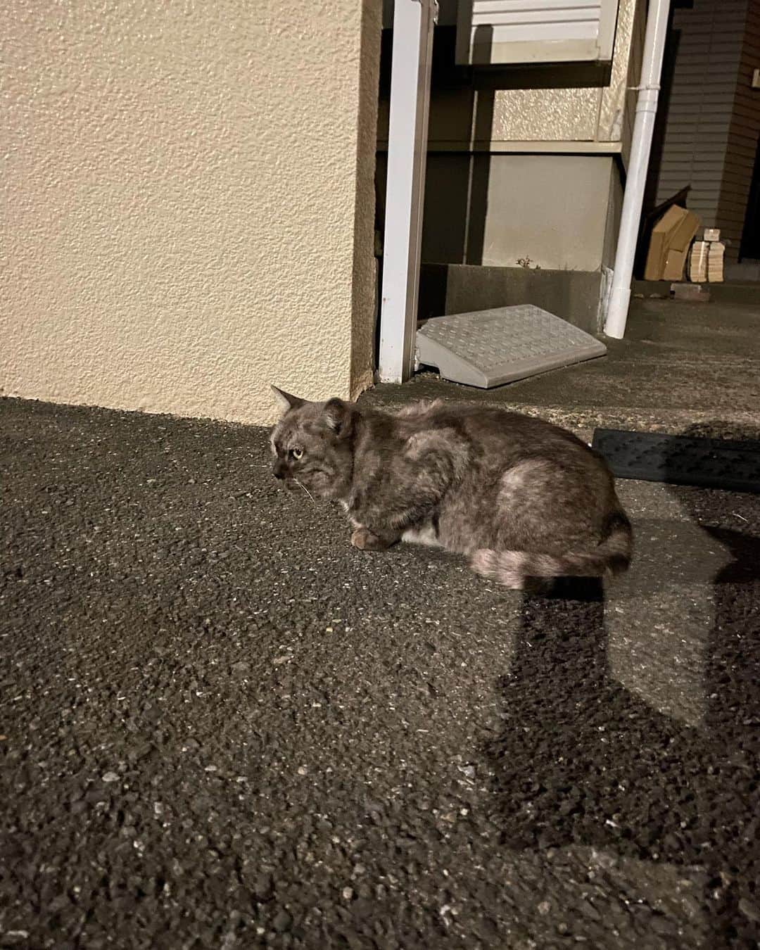 田中瞳のインスタグラム：「. きのう会った猫 草加市にて」