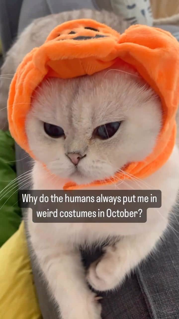 Aww Clubのインスタグラム：「It’s always in October too. But why?!  @teddythefold  Hashtag #MeowedHalloween on your cat’s Halloween photos/videos and get a chance to be featured on @9GAG, and @meowed!  #meowed #cutecat #cat #MH2023 #meowedhalloween #halloween2023 #scottishfold #cosplay #pumpkin」