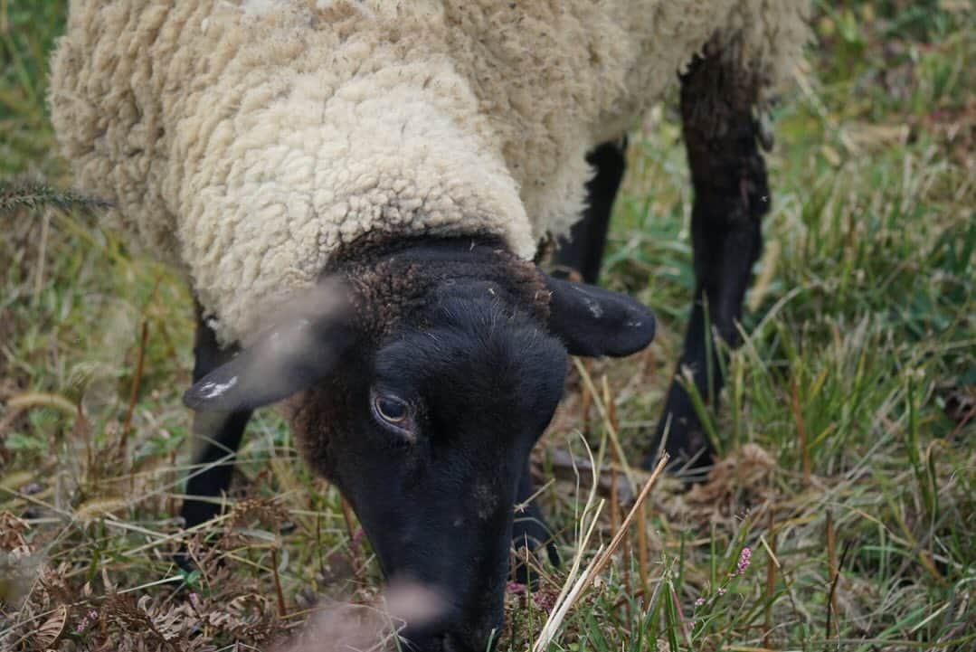 山縣亮太さんのインスタグラム写真 - (山縣亮太Instagram)「どうしても羊のことヤギって言っちゃう。 いつか鳥をうまく撮れるようになりたい🦅 #秋　#生物　#猿　#羊　#虫　#魚」10月29日 14時58分 - y.ryo34