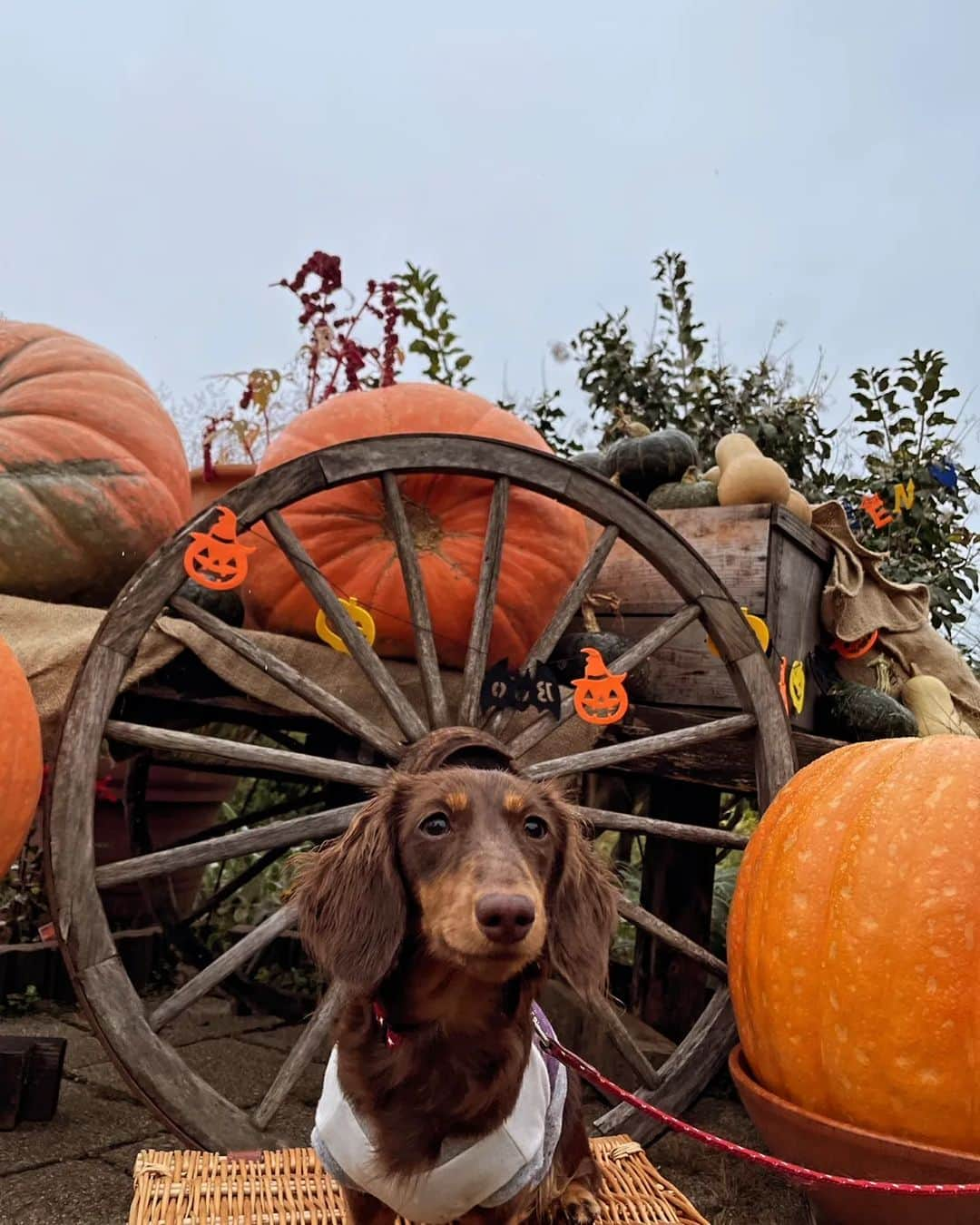 くるみんさんのインスタグラム写真 - (くるみんInstagram)「* 大石公園 ハロウィン🎃オブジェ前 ひまりちゃんバージョン  #カニンヘンダックスフント #カニンヘンダックスフンドチョコタン #カニンヘンダックス多頭飼い #カニンヘンダックスの日常 #カニンヘン #カニンヘンダックス #カニンヘンチョコタン #カニンヘンダックスチョコタン #カニンヘンの会 #カニンヘンダックスフンド #チョコタンダックスフント #チョコタンダックスフンド #チョコタンダックス #チョコタン #ダックス多頭飼い #ダックスフントカニンヘン #ダックスフント #ダックスフンドカニンヘン #ダックスフンドチョコタン #ダックス部 #ダックスフンド #ダックス #ダックスの日常 #ダックスフンドカニンヘン #ダックス短足部 #ダックス #大石公園 #ハロウィン #halloween #dachshund #dachs #dogstagram」10月29日 15時13分 - michirumugiazu