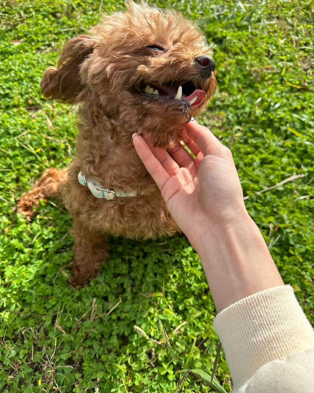 くるみさんのインスタグラム写真 - (くるみInstagram)「ぽぴさんが預かりを無事卒業し、二代目預かり犬になりましたハンジと申します🐶🌸 トイプードルの女の子です💕推定6〜7歳、体重は3キロくらいです🫶甘えん坊でおもしろくてかわいい子です❣️ ハンジに会ってみたい方、里親希望の方がいましたら @dogrescue_anella ここまでDMください📩😊」10月29日 15時22分 - kurumikahn