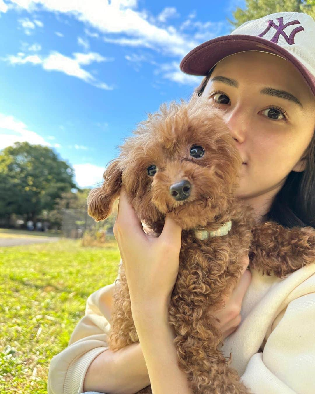 くるみさんのインスタグラム写真 - (くるみInstagram)「ぽぴさんが預かりを無事卒業し、二代目預かり犬になりましたハンジと申します🐶🌸 トイプードルの女の子です💕推定6〜7歳、体重は3キロくらいです🫶甘えん坊でおもしろくてかわいい子です❣️ ハンジに会ってみたい方、里親希望の方がいましたら @dogrescue_anella ここまでDMください📩😊」10月29日 15時22分 - kurumikahn