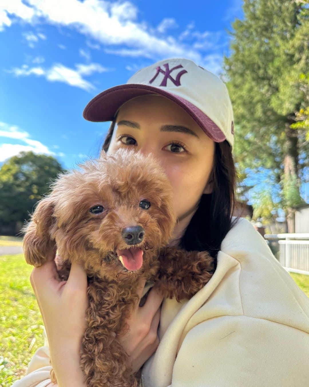 くるみのインスタグラム：「ぽぴさんが預かりを無事卒業し、二代目預かり犬になりましたハンジと申します🐶🌸 トイプードルの女の子です💕推定6〜7歳、体重は3キロくらいです🫶甘えん坊でおもしろくてかわいい子です❣️ ハンジに会ってみたい方、里親希望の方がいましたら @dogrescue_anella ここまでDMください📩😊」
