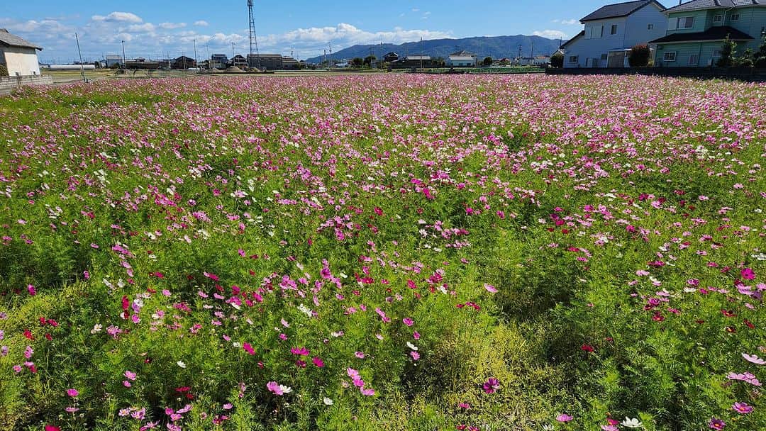 桂七福のインスタグラム：「徳島市北井上地区のコスモス。 そして、国府町芝原の第35回むつみ祭に参加しました。 市立北井上小学校・市立北井上中学校・県立国府支援学校・東みよし町三加茂中学校・県立城西高校のみなさんのたくさんの発表披露におっちゃんは感動しました。 楽しかった〜😁。 (桂七福)」